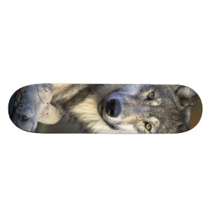 Beautiful Wolf Skateboard