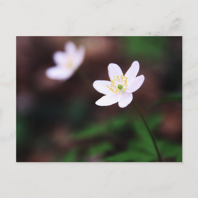 Beautiful Wood Anemone Flower Postcard (Front)