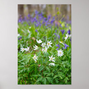Beautiful Wood anemone wild flowers Poster