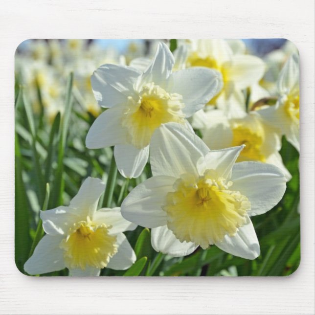 Beautiful yellow and white daffodils garden mouse pad (Front)