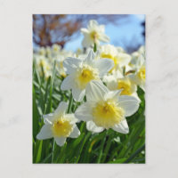 Beautiful yellow and white daffodils garden