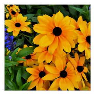 Beautiful Yellow Daisy Photo Poster