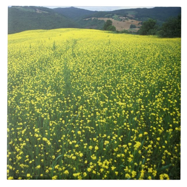 Beautiful yellow flower covered fields of San Ceramic Tile (Front)