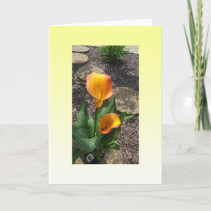 Beautiful  Yellow Flowers Blank Card