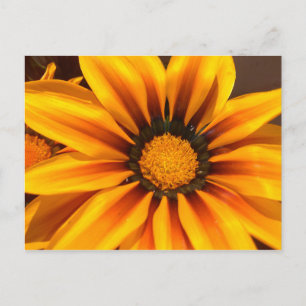 Beautiful Yellow Gazania Postcard