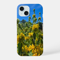 beautiful yellow Jerusalem sage flowers