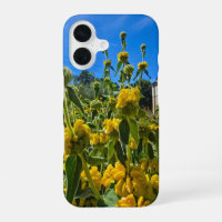 beautiful yellow Jerusalem sage flowers