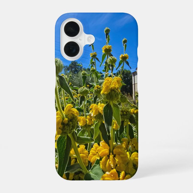 beautiful yellow Jerusalem sage flowers iPhone 16 Case (Back)