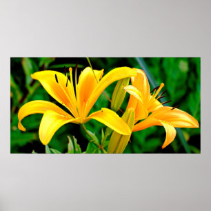 Beautiful Yellow Lily Poster
