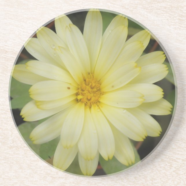 Beautiful Yellow Marigold Coasters (Front)