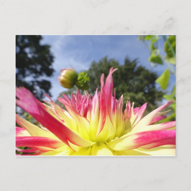 Beautiful Yellow Pink Dahlia DIY Postcard (Front)