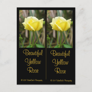 Beautiful Yellow Rose Bookmark Postcard