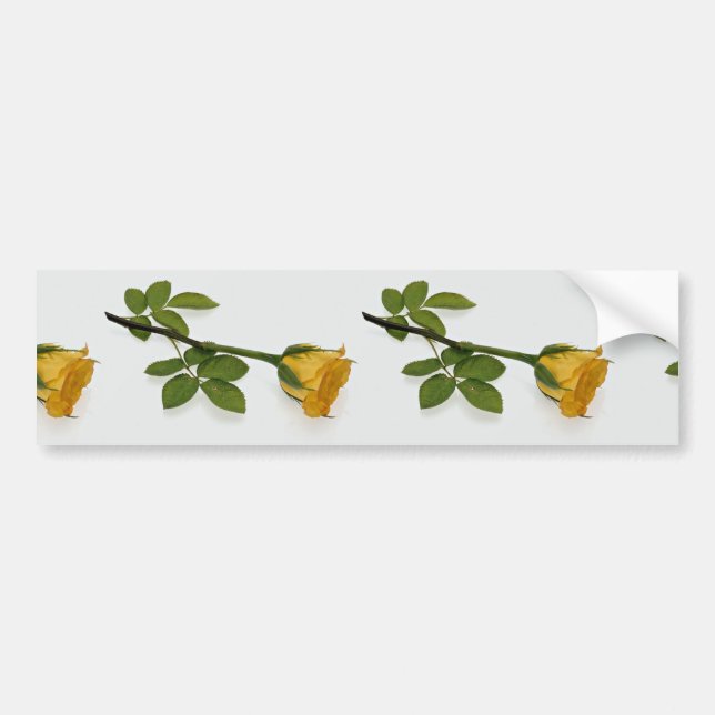 Beautiful Yellow rose Bumper Sticker (Front)