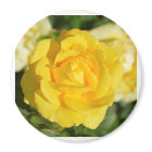 Beautiful yellow rose