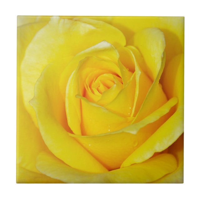 Beautiful yellow rose petals tile (Front)