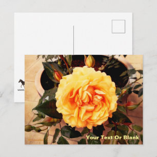 Beautiful Yellow Rose Postcard