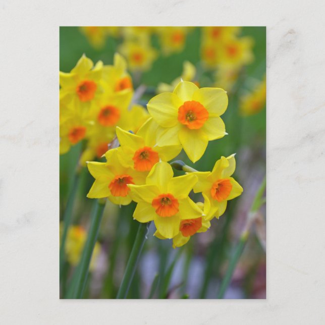 Beautiful yellow spring daffodils postcard (Front)