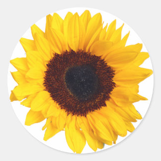 Beautiful Yellow Sunflower on White Sticker