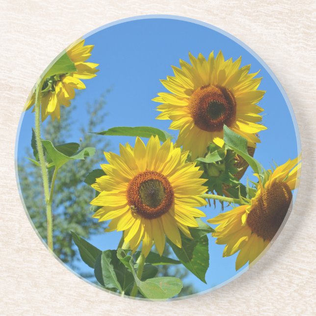 Beautiful yellow sunflowers coaster (Front)