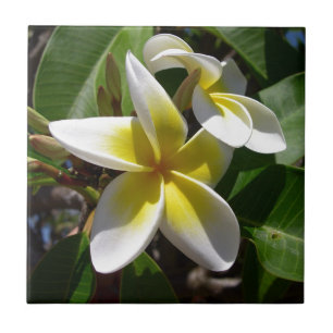 Beautiful yellow-white Plumeria flower Ceramic Tile