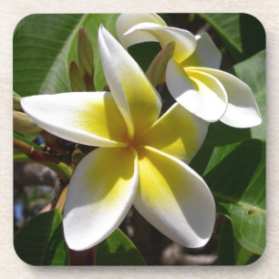 Beautiful yellow-white Plumeria flower Coaster