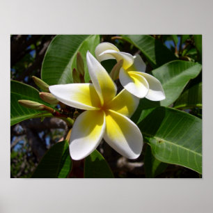 Beautiful yellow-white Plumeria flower Poster