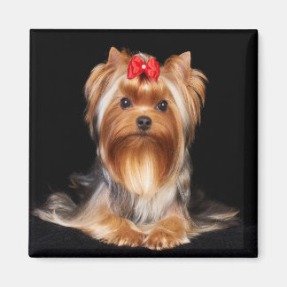 Beautiful Yorkshire Terrier Magnet