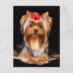 Beautiful Yorkshire Terrier Postcard