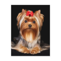 Beautiful Yorkshire Terrier