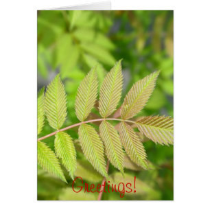 Beautiful young green leaves