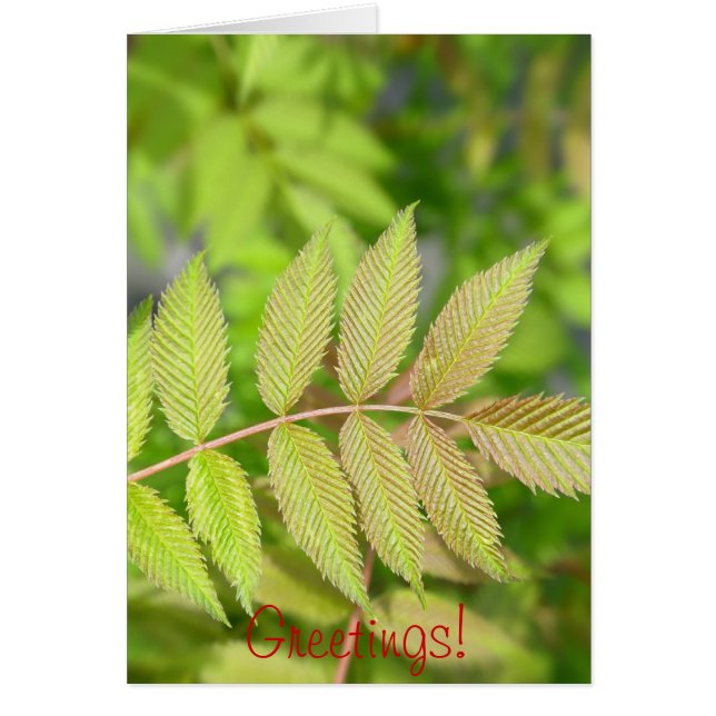 Beautiful young green leaves (Front)