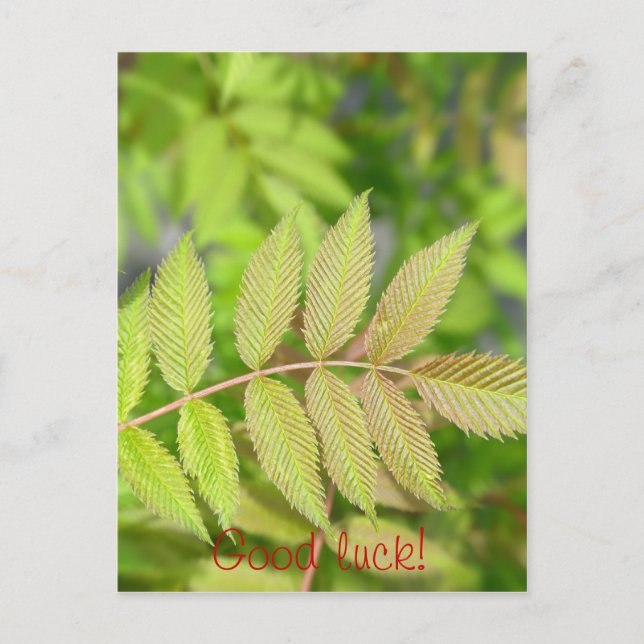 Beautiful young green leaves postcard (Front)
