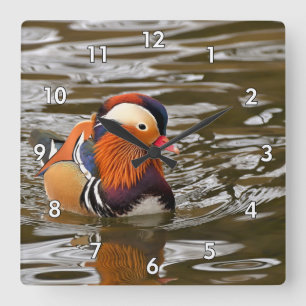 Beautiful Young Mandarin Duck in the Water Square Wall Clock