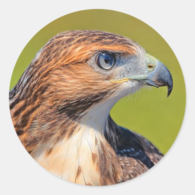 Beautiful Young Red-Tailed Hawk Classic Round Sticker (Front)