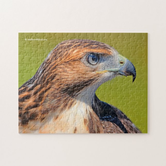 Beautiful Young Red-Tailed Hawk Jigsaw Puzzle (Horizontal)