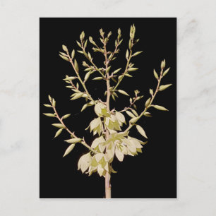 Beautiful Yucca Flower Bloom at Night in Texas Postcard