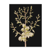 Beautiful Yucca Flower Bloom at Night in Texas