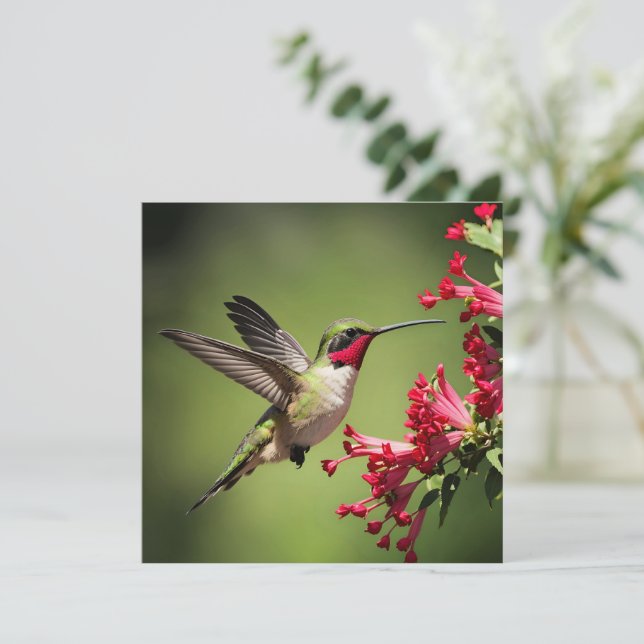 Beautifull Hummingbird (Standing Front)