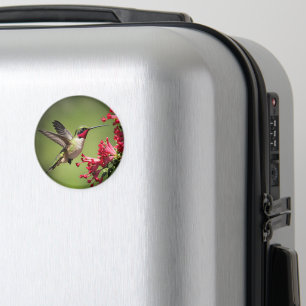 Beautifull Hummingbird Magnet