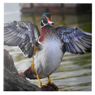 Beautifully Striking Wood Duck Florida Photography Ceramic Tile