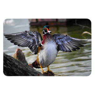 Beautifully Striking Wood Duck Florida Photography Magnet