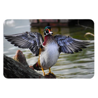 Beautifully Striking Wood Duck Florida Photography Magnet