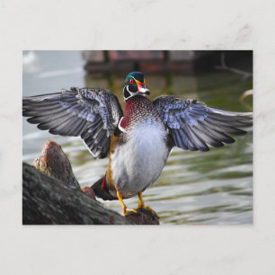 Beautifully Striking Wood Duck Florida Photography Postcard