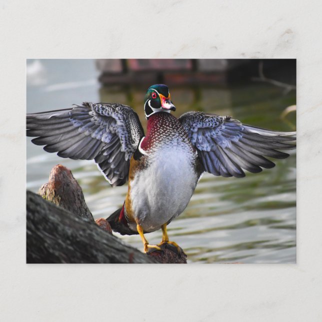 Beautifully Striking Wood Duck Florida Photography Postcard (Front)