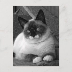 Beauty (black & white) postcard