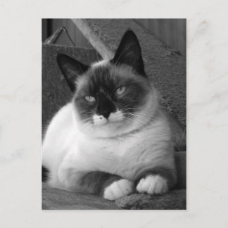 Beauty (black & white) postcard