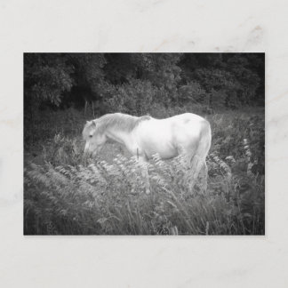 Beauty in Black & White Postcard