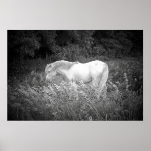 Beauty in Black & White Poster