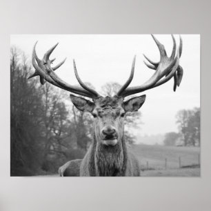 Beauty in nature poster