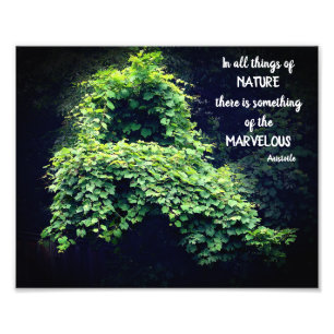 Beauty In Nature Vines Inspirational Quote 8x10 Photo Print
